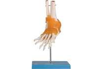 Eğitim Eğitim İnsan Anatomisi Modeli Dirsek Kalça Diz Ayak Bağlı Eklem