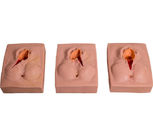 Okul Eğitimi İçin PVC Vulva Sütür Çocuk Doğum Simülatörü