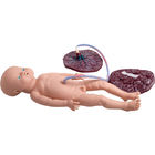Tıbbi Doğum Gerçekçi Doğum Simülatörü Doğum Eğitim Modelleri