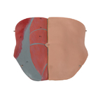İç Yapılı Ten Rengi Cinsiyetsiz Gövde İnsan Anatomisi Modeli