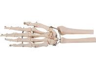 Tıbbi Eğitim için PVC Malzeme İnsan El Kemik Modeli 3D