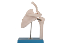 OEM Eklem Kemiği İnsan Anatomisi Modeli Ten Rengi PVC
