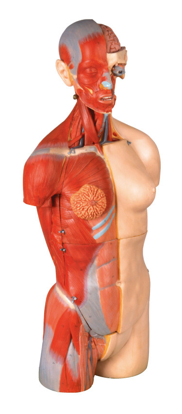 32 parça çift seks gövdesi İnsan Anatomisi Modeli 85cm İç açık portakal sırtı açık