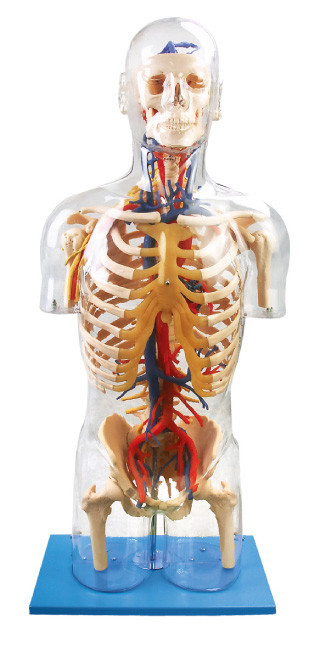 İç organlar görünür İnsan Anatomisi Modeli Ana sinir ve vasküler eğitim bebek