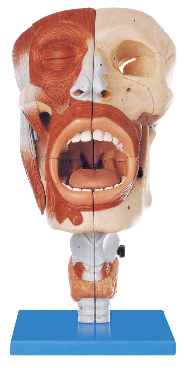Çevre dostu PVC İnsan Anatomisi Modeli Nazal, Oral 113 konumlu eğitim modeli