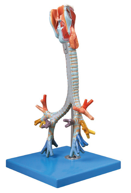 CE onaylı kalite İnsan Anatomisi Modeli Trakea, bronşiyal eğitim bebek