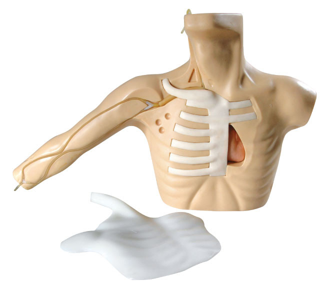 Merkezi damar deliği için kolla PICC hattı sağlık simülasyonu yetişkin gövde