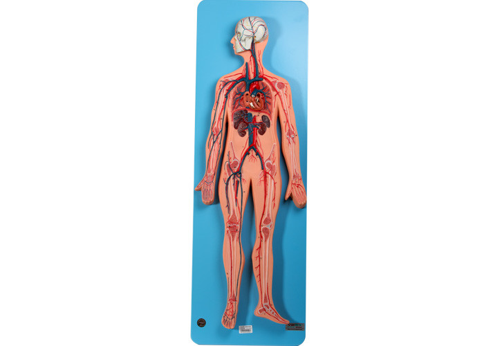 Dolaşım Sistemi Anatomisi Modeli, Eğitim İçin Arterleri ve Veni İçerir