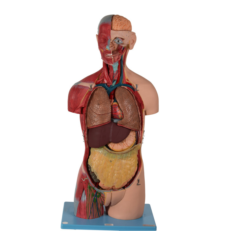 20 Parça Cinsiyetsiz İç Organlı Gövde Anatomik Modeli