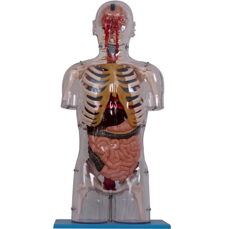 Gerçekçi PVC Boya İç Organlı İnsan Anatomisi Modeli