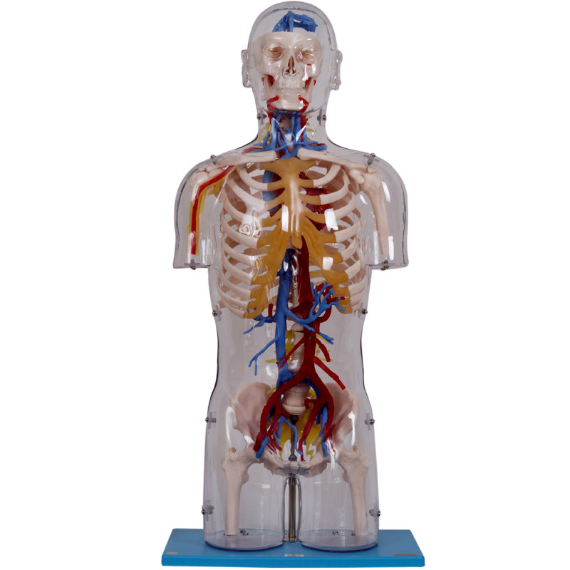 Nöral ve Damar Yapılı Şeffaf Gövde İnsan Anatomisi Modeli