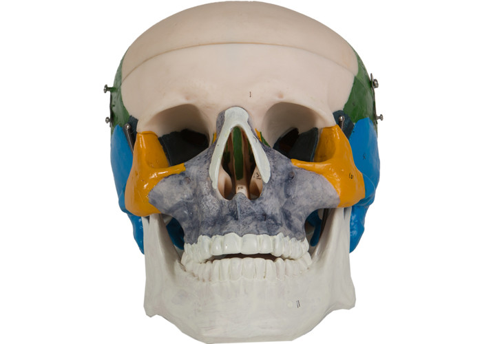 Boyama Anatomisi PVC Yetişkin Kafatası Kemik Modeli Okul Eğitimi