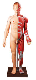 28 parça insan vücudu kasları İnsan Anatomisi Modeli el boyaması rengi