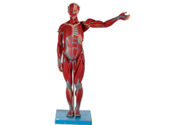 İç Organlı Ağır Ve Yüksek Erkek Anatomik Kas Modeli PVC