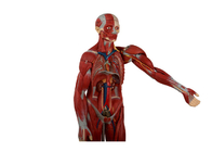 Eğitim Eğitimi İnsan Gövde Anatomisi Modeli, İç Organları Açık, Arkası Açık