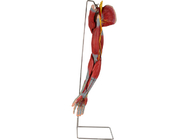 Ana Damar Sinirleri ile Kol PVC İnsan Anatomisi Modeli