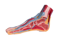 Median Sagital Kesitli PVC Ayak Anatomisi Kas Damarlı Modeli