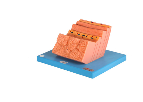 Hastaneler Eğitim PVC Mide İnsan Anatomisi Modeli ile Katmanlı Yapı