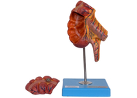 PVC Ek Caecum İnsan Anatomisi Modeli Tıp Eğitimi İçin 17 Pozisyon