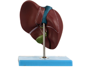 22 Pozisyon Görüntülenen PVC Karaciğer Modeli Tıp Eğitimi İçin 0.94 kg