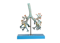 Okul Eğitimi için 26 Pozisyonlu Bronşlu Anatomi Trakea Modeli