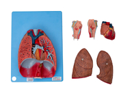 İnsan Anatomisi Gırtlak, Kalp, Akciğer, Eğitim için Kan Damarları