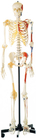 Promosyon Tek Tarafı Boyalı Kaslı İnsan İskeleti İnsan Anatomisi Modeli