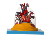 İnsan Anatomisi Modeli Şeffaf Akciğer, Trakea ve Kalpli Bronş Ağacı