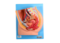 Tıp Fakülteleri Eğitimi İçin Genital Organlı PVC Kadın Pelvis Modeli