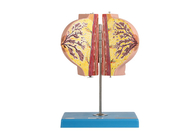 Dinlenme Döneminde 2 Parçalı Hastane Eğitim Anatomisi Göğüs Modeli