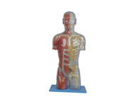 Şeffaf Yarım PVC İnsan Anatomisi Modeli Okul Eğitimi Ten Rengi