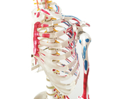 Anatomi Eğitimi Kaslı Ve Bağlı PVC Boya İskeleti