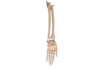 Tıbbi Eğitim için Palm Dirsek Eklem Anatomisi Radyal Kemik
