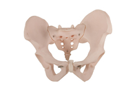 ISO 14001 PVC Malzemeli Kadın Pelvis İnsan Anatomik Modeli