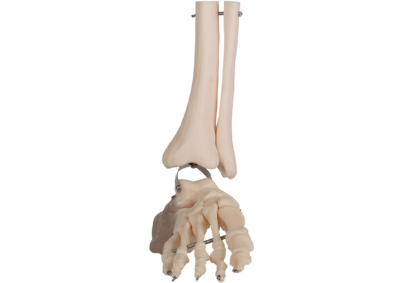 ISO PVC İnsan Anatomisi Ayak Anatomik Modeli Fibula Tel Hattı