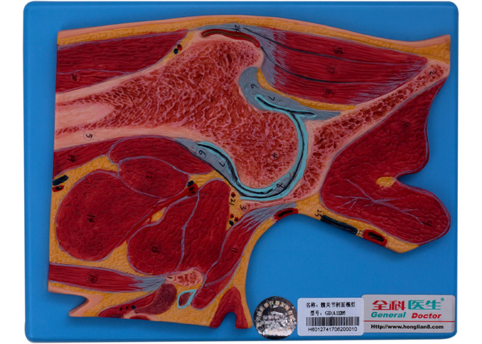 Kolej Üniversitesi Eğitimi İçin Kalça Eklemi Bölümü İnsan Anatomisi Modeli