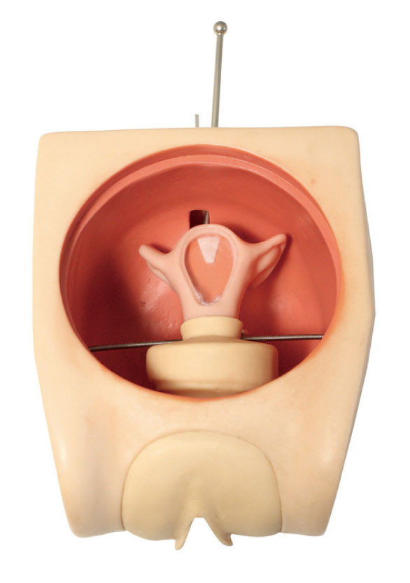 Doğru Anatomik Uterus Jinekolojik Simülatör Kadın Kontrasepsiyon Beceri Eğitim Modeli