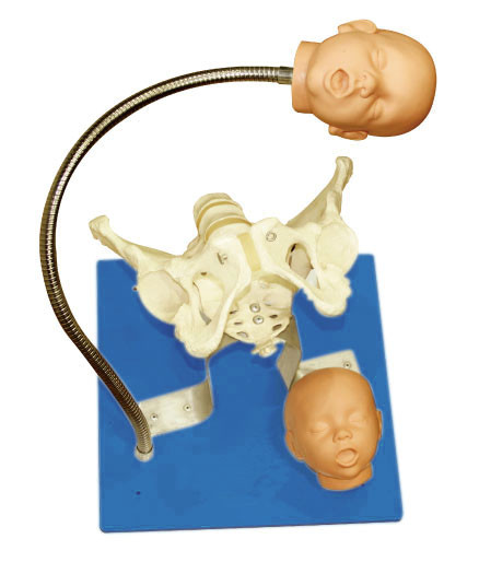 CE onayı Jinekolojik Simülatör pelvis, fetus başları ile eğitim aracı