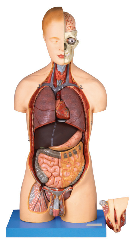 20 parça ikili seks gövdesi İnsan Anatomisi Model ömrü, iç organlar modeli ile