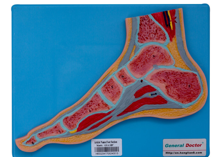 Okul Eğitimi için Standlı Ayak Bölümü İnsan Anatomisi Modeli