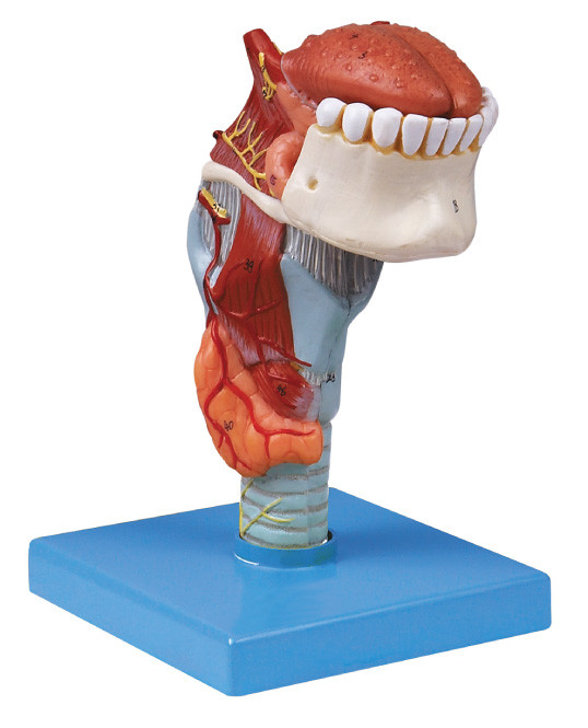 ISo fabrikası İnsan anatomisi Model Larynx, diş, insan dişli model