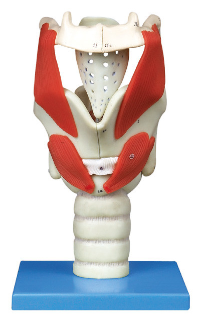 24 pozisyonlu görüntülenen larinks Üniversite eğitimi için insan anatomisi modeli