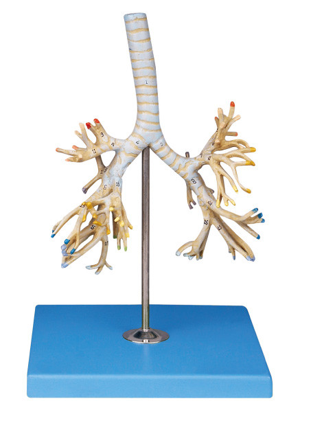 Gelişmiş PVC İnsan Anatomisi Modeli bronşiyal ağaç 50 parça pozisyonları için Kolej eğitimi verildi