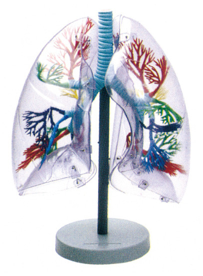 Çevresel malzeme İnsan Anatomisi Modeli okul eğitiminde şeffaf akciğer