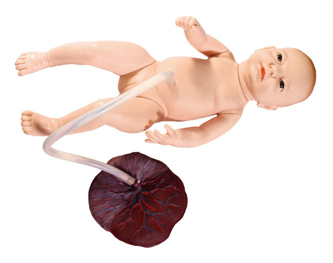 Umbilikal Kordon Hemşireliği Simülasyon Eğitiminde Küçük Kadın Yenidoğan Fetal Modeli
