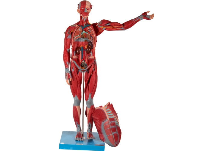 Erkek İç Organ İnsan Kası Anatomisi Modeli PVC Tıp Okulu Eğitimi İçin