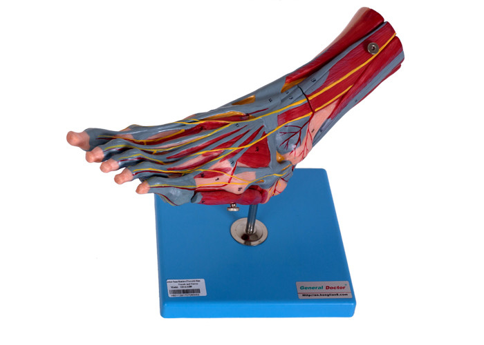 Ayak Kasları Sinirleri Ile İnsan Anatomisi Modeli
