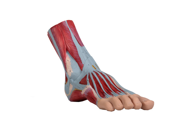 Ayak İnsan Anatomisi Modeli PVC Kas Eğitim İçin Boyalı Renk