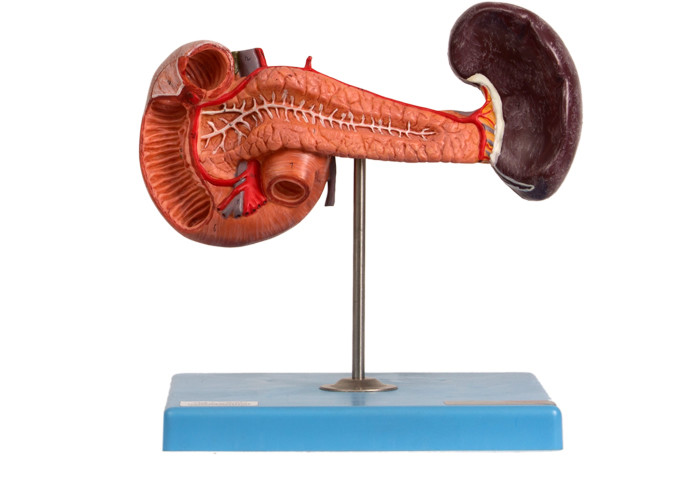 Hastaneler Öğretim İçin PVC Anatomik Pankreas Dalak Duodenum Modeli