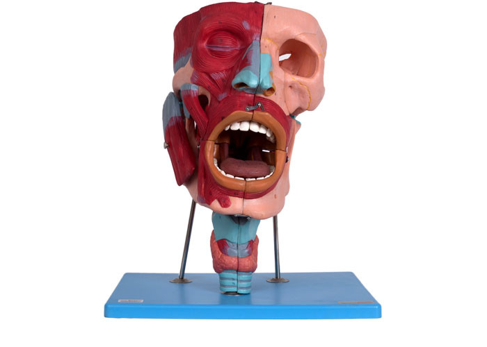 Nazal Oral Farenks Larenks Boşlukları ile İnsan Anatomik Kafa Modeli
